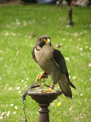 2011-04-ornitologie_04.jpg