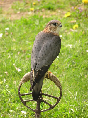 2011-04-ornitologie_05.jpg