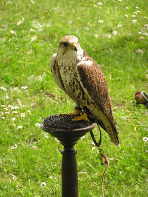 2011-04-ornitologie_12.jpg